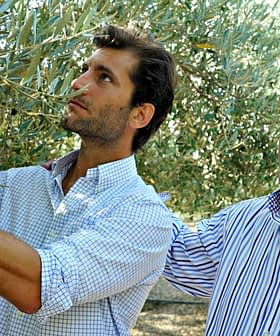 Two men inspecting olive branches during an olive harvest in an orchard. - Olive Oil Times
