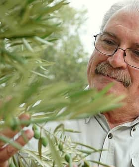 Man examining an olive tree branch with green olives in a natural setting. - Olive Oil Times