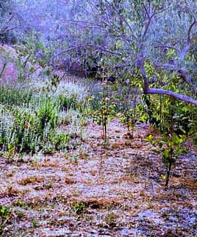 A serene olive grove with various plants and trees in a natural setting. - Olive Oil Times