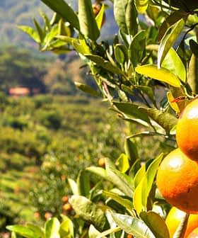 Close-up of oranges hanging from a tree branch in an orchard setting. - Olive Oil Times