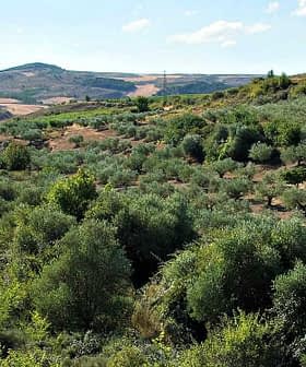 Expansive view of an olive grove with trees and rolling hills in the background. - Olive Oil Times
