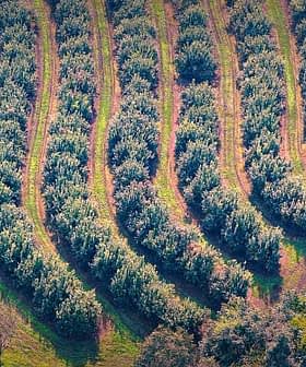 Aerial view of neatly arranged rows of olive trees in an orchard. - Olive Oil Times