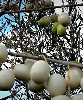 Branch of an olive tree featuring clusters of green olives against a blue sky. - Olive Oil Times