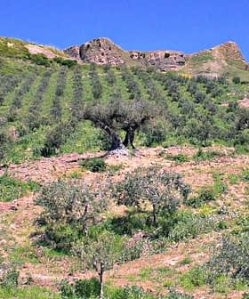 A hillside olive grove with several olive trees arranged in rows under a clear blue sky. - Olive Oil Times