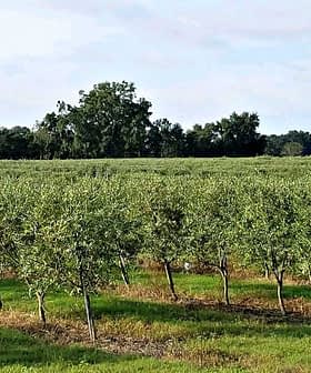 Row of olive trees in a green orchard under a clear sky. - Olive Oil Times