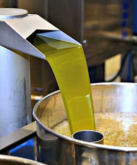 Green olive oil being extracted from a machine into a large metal container. - Olive Oil Times