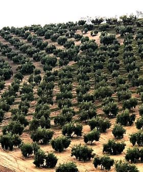Aerial view of a hillside olive tree plantation with rows of trees. - Olive Oil Times