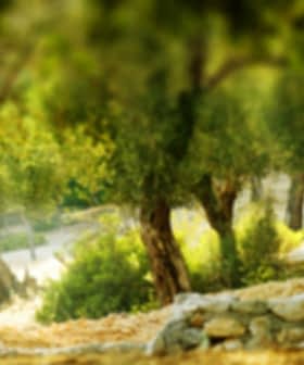 Blurred image of olive trees in a natural landscape with a stone wall. - Olive Oil Times