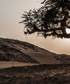 Silhouette of a tree with a sun setting behind it in a desert environment. - Olive Oil Times