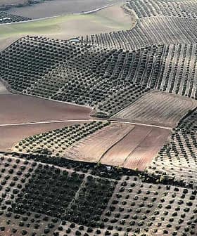 Aerial view of olive groves with rows of trees and agricultural land in Jaén, Spain. - Olive Oil Times