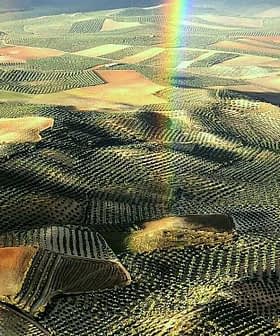 Aerial view of expansive olive groves with varying shades of green and brown in a rural landscape. - Olive Oil Times