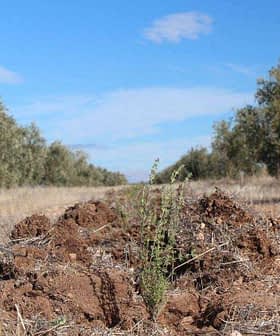 A dirt path with sparse vegetation and a small plant growing in the foreground under a blue sky. - Olive Oil Times