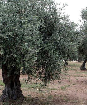 Several olive trees with thick trunks and dense foliage in a field setting. - Olive Oil Times