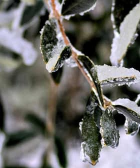 Close-up of olive tree leaves covered in frost and ice crystals. - Olive Oil Times