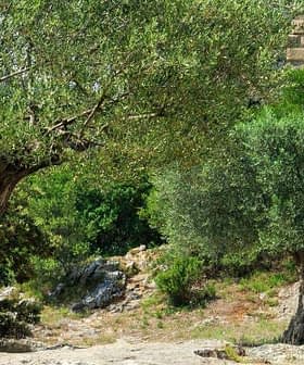 Two ancient olive trees with thick trunks and lush green foliage in a natural setting. - Olive Oil Times