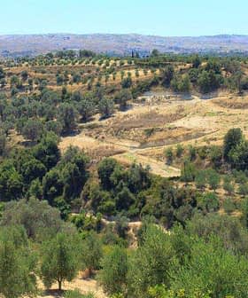 A panoramic view of olive groves on a hillside in Crete, showcasing rows of olive trees. - Olive Oil Times