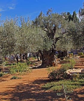 Olive trees with gnarled trunks in the Garden of Gethsemane, featuring a stone monument. - Olive Oil Times