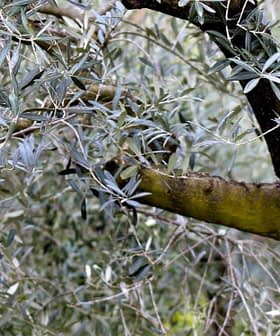 Close-up of olive tree branches featuring green leaves and a textured bark. - Olive Oil Times