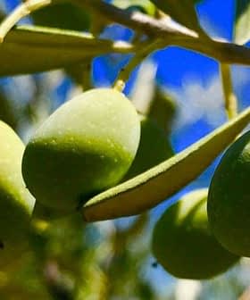 Close-up of green olives hanging from a branch of an olive tree with leaves. - Olive Oil Times