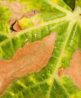 Close-up view of a leaf showing green and brown discoloration with holes. - Olive Oil Times