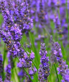 Field of blooming lavender flowers with purple petals and green stems. - Olive Oil Times