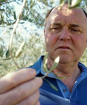 Man inspecting olive leaves while standing in an olive grove. - Olive Oil Times