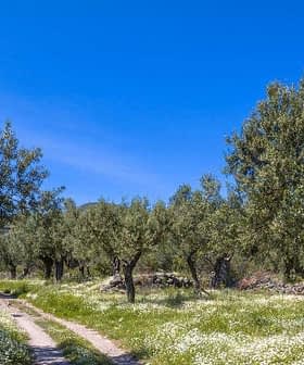 Olive trees in a grove with a dirt path and wildflowers under a clear blue sky. - Olive Oil Times