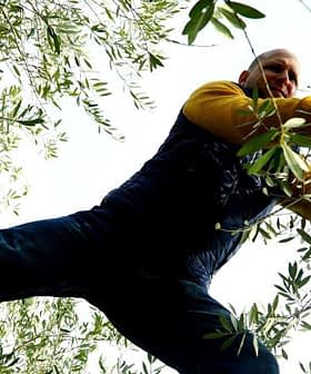 Man in a yellow long-sleeve shirt pruning olive tree branches while standing on a branch. - Olive Oil Times