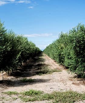 Rows of olive trees growing in a well-maintained orchard under a clear blue sky. - Olive Oil Times