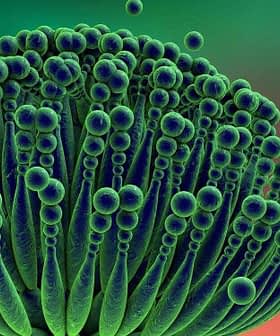 Microscopic view of a mold structure with green spores and filamentous features. - Olive Oil Times