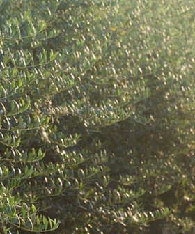 Row of olive trees with green leaves in a natural setting during daylight. - Olive Oil Times