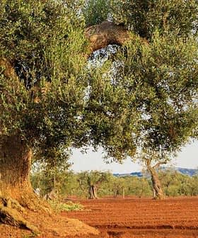 An olive tree with a thick trunk and green leaves in a field with other olive trees in the background. - Olive Oil Times