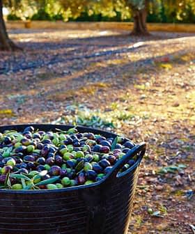 Black basket filled with freshly harvested olives in a field during daylight. - Olive Oil Times