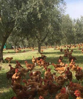 A large group of brown chickens roaming under olive trees in a green field. - Olive Oil Times