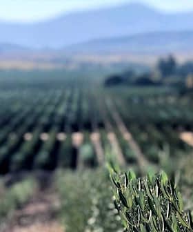 A view of an olive grove with rows of olive trees extending into the distance. - Olive Oil Times