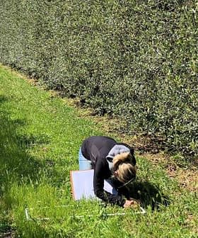 Individual kneeling on grass in an olive grove, taking notes among the trees. - Olive Oil Times