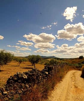Dirt path winding through an olive grove under a blue sky with clouds. - Olive Oil Times