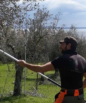 A man using a pole tool to harvest olives from a tree in an olive grove near a body of water. - Olive Oil Times