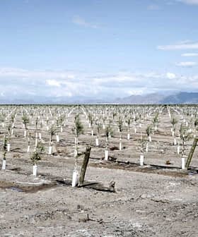 A field with rows of young olive trees planted in neat lines on dry soil. - Olive Oil Times