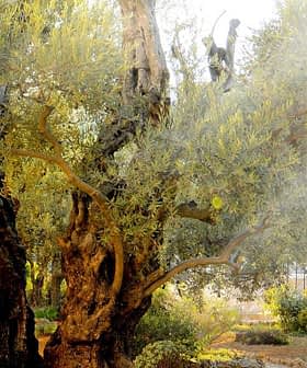 Several ancient olive trees with gnarled trunks and lush green foliage in a garden setting. - Olive Oil Times