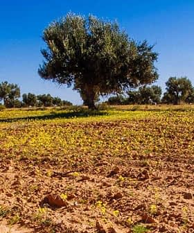 Olive trees in a field with flowering ground and clear blue sky. - Olive Oil Times