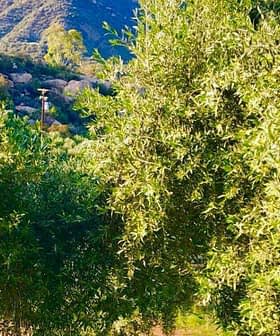 Olive trees with lush green foliage in a natural setting with hills in the background. - Olive Oil Times
