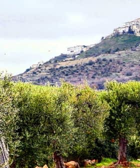 Olive trees in the foreground with a hilltop village in the background under a cloudy sky. - Olive Oil Times