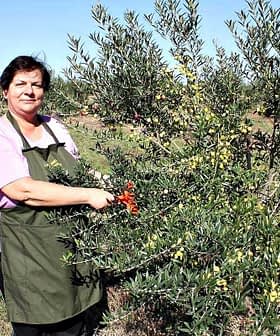 A woman in an apron harvesting olives from a tree in an olive grove. - Olive Oil Times