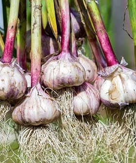 Bunch of fresh garlic bulbs with purple skin and visible roots hanging from green stalks. - Olive Oil Times