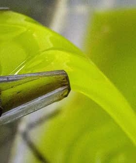 Stream of green olive oil flowing from a machine into a container during the extraction process. - Olive Oil Times