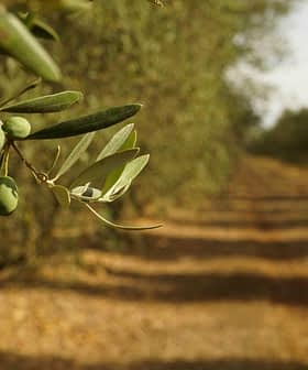 Close-up of an olive tree branch featuring green olives and leaves in a blurred orchard background. - Olive Oil Times