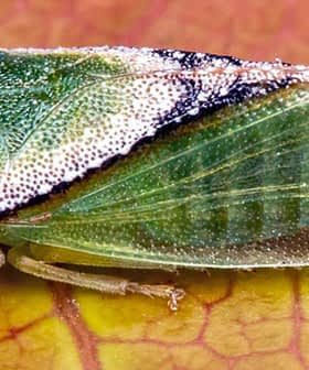 Close-up of a green spittlebug resting on a leaf with visible details of its wings and body. - Olive Oil Times