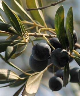 A close-up view of black olives growing on an olive branch with green leaves. - Olive Oil Times