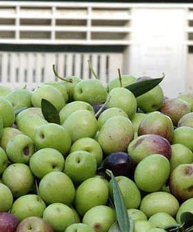 A pile of green and purple table olives with leaves in a container. - Olive Oil Times